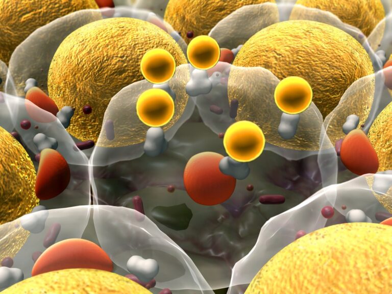3D cell culture
