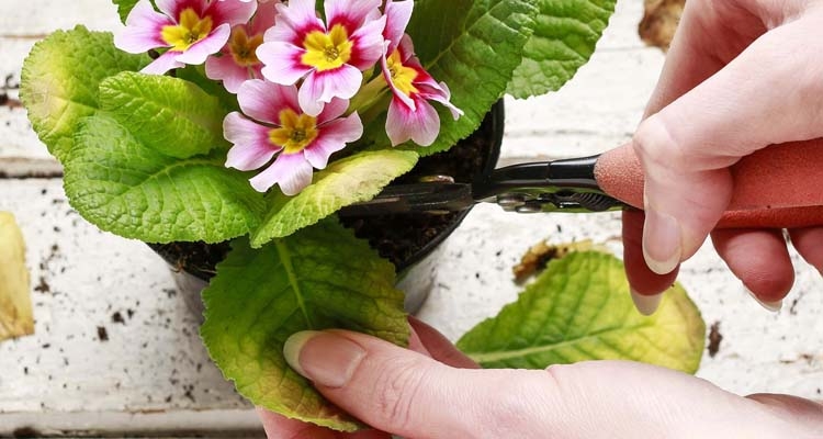 How to Take Care of Flowering Indoor Plants