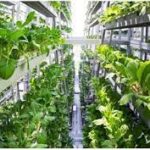 The Benefits of Vertical Farming