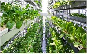 The Benefits of Vertical Farming