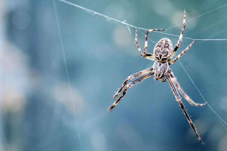 Spider Bites
