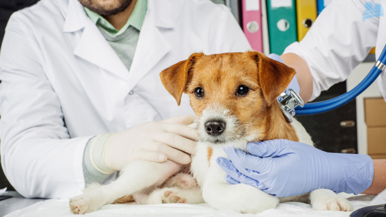 Goddard Veterinary